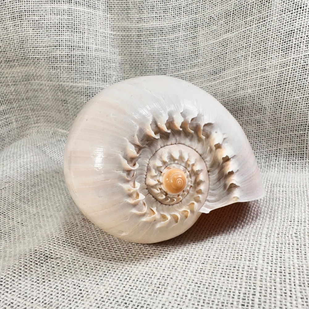 Large Natural Melo Melo Baler Shell Coastal Nautical Beach Home Décor 7.5 Inch